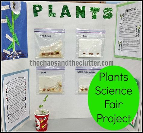 Plants Science Fair Project [ CLICK HERE! ] mathnook.com | #science #learning #games #fun Agriscience Fair Projects Ffa, Science Fair Projects Biology, Plant Science Fair Projects, Plants Science, Science Fair Experiments, Plant Experiments, Ag Science, Biology Experiments, Science Fair Projects Boards