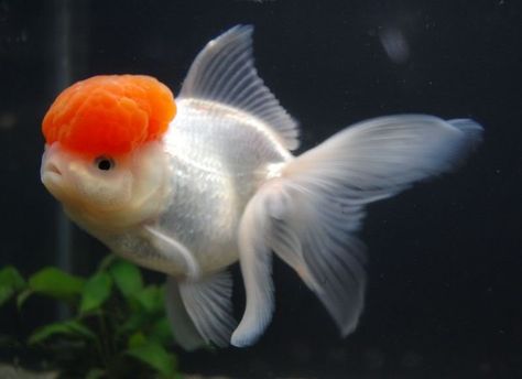 oranda care fish - Google Search Goldfish Tattoo, Oranda Goldfish, Salt Water Fish, Salt Water Fishing, Sea Anemone, Golden Fish, Fish For Sale, Aquarium Ideas, Underwater Creatures