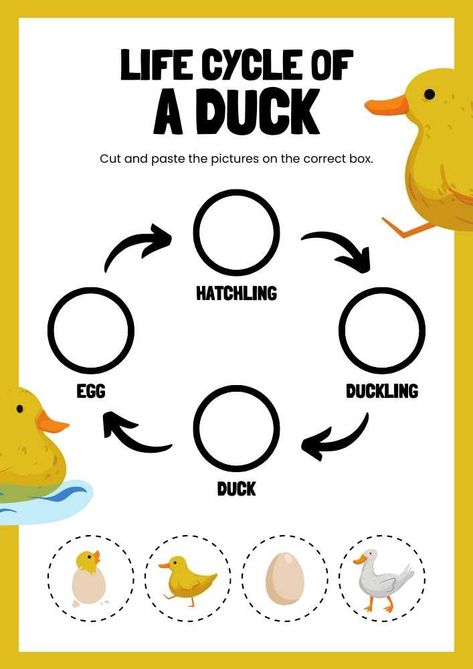 Life Cycle of A Duck English Animal Worksheet Duck Life Cycle Free Printable, Life Cycle Of Animals Project, Pond Animal Activities For Preschool, Duck Life Cycle Preschool, Duck Life Cycle, Life Cycle Of Animals, Life Cycle Of A Bee, Life Cycles Kindergarten, French Prepositions