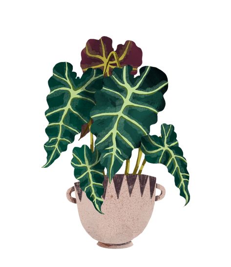 Alocasia Polly, Plant Care Guide, Alocasia Plant, Plant Icon, Plant Book, Plant Guide, Plants Indoor, House Plant Care, Foliage Plants