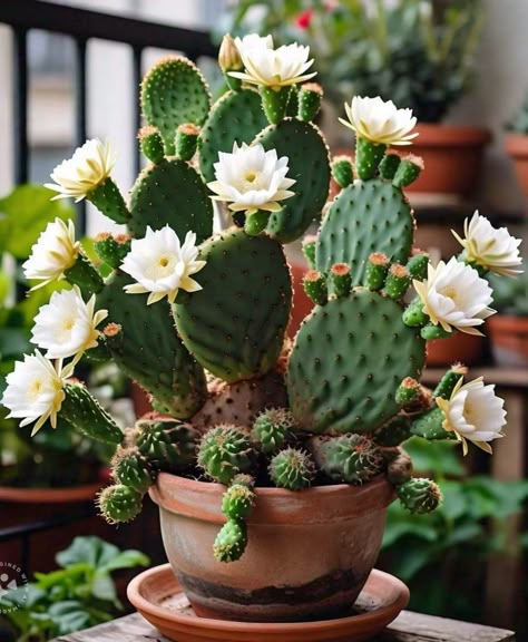 Cactus Garden Design, Plants 101, Succulent Varieties, Types Of Cactus Plants, Cactus Water, Flowering Cactus, Blooming Cactus, Plant Names, Cactus Types