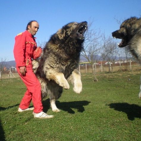 This is a Caucasian Ovcharka, a dog traditionally used to hunt bears in Russia. Caucasian Ovcharka, Caucasian Shepherd Dog, Largest Wolf, Caucasian Shepherd, Bear Hunting, Huge Dogs, Terra Nova, Giant Dogs, Bear Dog