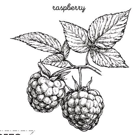 Raspberry Plant Drawing, Blackberry Illustration Vintage, Raspberry Botanical Illustration, Raspberry Stamp Tattoo, Raspberry Tattoo Design, Raspberry Plant Tattoo, Wild Raspberry Tattoo, Black Raspberry Tattoo, Blackberry Sketch