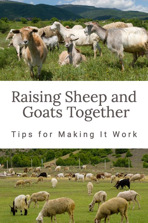 Do you have goats and you are ready to get sheep. You can raise them together. Learn tips to making it work for you to raise both your sheep & goats together. Sheep Shelter, Sheep Pen, Suffolk Sheep, Sheep Shearing, Goat Herding, Run In Shed, Raising Goats, Baby Sheep, Sheep Breeds