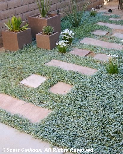 Silver ponyfoot ‘Silver Falls’ (Dichondra argentea), accented with white rain lilies, makes a striking groundcover. Design by Scott Calhoun. Dichondra Repens, Ground Cover Seeds, Stone Garden Paths, Sloped Garden, Ground Cover Plants, Leaf Flower, Landscaping With Rocks, Ground Cover, Raised Garden