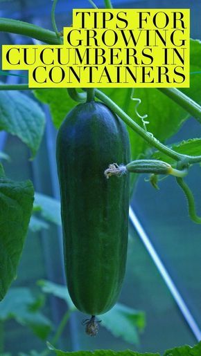 Learn how to grow cucumbers successfully in containers. No vegetable garden? No problem. Growing cucumbers in pots is the answer, and here are some garden ideas to do it right. Growing Cucumbers In Containers, Cucumbers In Containers, Cucumbers In Pots, Shed Inspiration, How To Grow Cucumbers, Grow Cucumbers, Gemüseanbau In Kübeln, Funny Vine, Indoor Vegetables