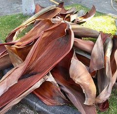 Tree Bark Crafts, Foxtail Palm, Alexander Palms, Palm Tree Crafts, Mother Tree, Palm Leaf Art, Palm Frond Art, Palm Baskets, Palm Tree Art