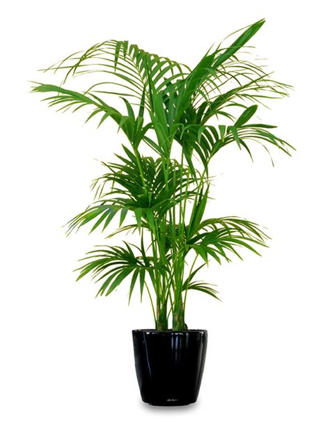 indoor plant pots melbourne Tall Indoor Plants, Kentia Palm, Large Indoor Plants, Balcony Flowers, Trendy Plants, Living Room Plants, Inside Plants, Best Indoor Plants, Low Light Plants