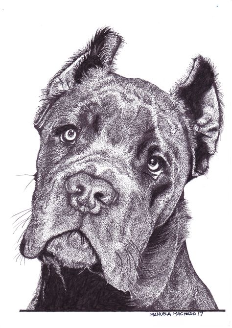 Cane Corso Painting, Cane Corso Dog Drawing, Cane Corso Drawing Easy, Cane Corso Tattoo, Cane Corso Drawing, Cane Corso Art, Black Cane Corso, Chien Cane Corso, Cane Corso Italian Mastiff