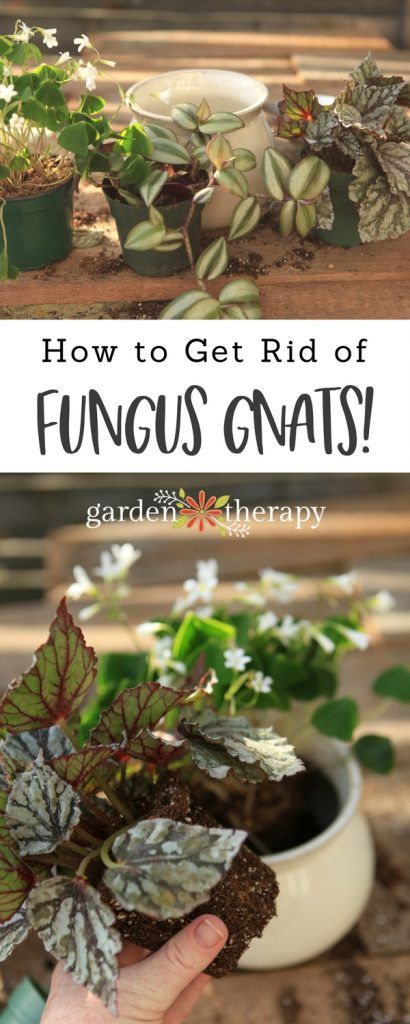 Growing Food Indoors, Fungus Gnats, Vertical Vegetable Garden, Plant Pests, Organic Vegetable Garden, Organic Gardening Tips, Hydroponic Gardening, Garden Pests, Organic Vegetables