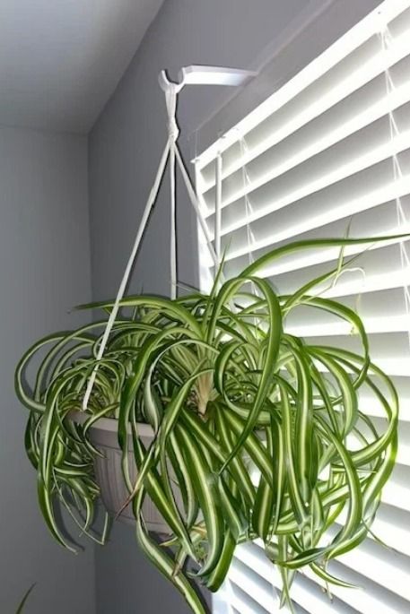 No Drill Hanging Plants, Easy Way To Hang Curtains, Toilet Curtain, Organization Notebook, Window Moulding, Hang Plants, Window Plant Shelf, Plants Hanging, Plant Window