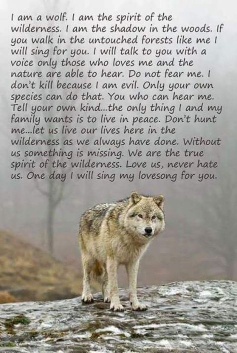 Wolves Tattoo, Lone Wolf Quotes, Wolf Stuff, Animal Spirit Guides, Native American Quotes, Wolf Quotes, Wolf Spirit Animal, She Wolf, Wolf Love