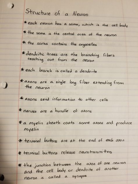 structure of a neuron Neurosurgeon Notes, Neurology Notes, Neurons Notes, Types Of Neurons Notes, Behavioral Neuroscience Notes, Neuron Notes Nervous System, Neuron Labeled, Neuron Structure, Structure Of Neuron