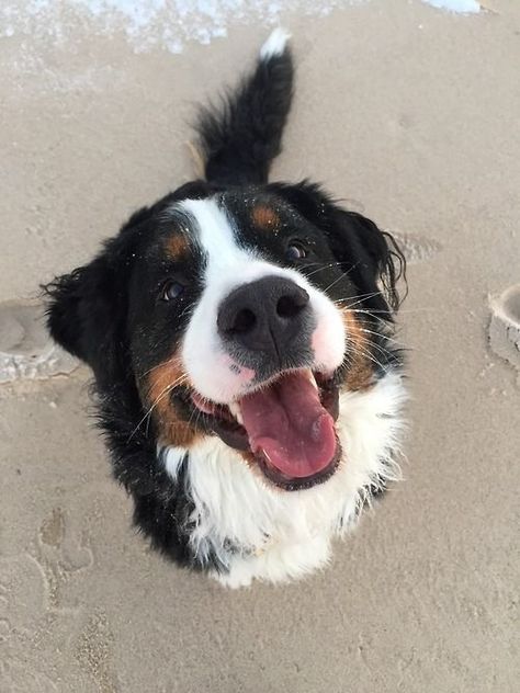 Mountain Dog, Bernese Mountain, Bernese Mountain Dog, Mountain Dogs, Cute Creatures, Bern, Australian Shepherd, Animals Friends, I Love Dogs