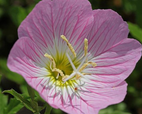 SHOWY EVENING PRIMROSE Seeds Pink Ladies by CaribbeanGarden Oenothera Speciosa, Pink Evening Primrose, Evening Primrose Flower, Primrose Plant, Perennial Flowers, Root System, Evening Primrose, Wildflower Seeds, Flowers Perennials