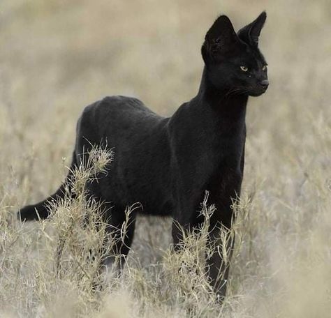 Melanistic Animals, Serval Cats, Cat Reference, Cat Pose, A Black Cat, Pretty Animals, Warrior Cat, Warrior Cats, Pretty Cats