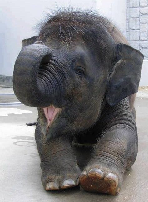 Happy elephant baby. Nosara, Baby Elefant, Elephant Love, An Elephant, Cute Animal Pictures, Sweet Animals, Cute Creatures, Animal Planet