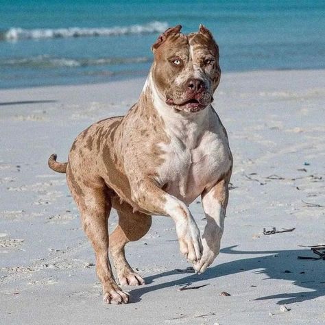 Xl American Bully, Cute Pitbull Puppies, Pitbull Dog Puppy, Rich Dog, Pitbull Dog Breed, Pitbull Boxer, Weight Gain Supplements, Bully Breeds Dogs, Big Dog Breeds