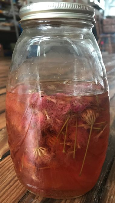 What Are Those Fuzzy Pink Things? How to Harvest and Use Mimosa Tree Flowers! – Natural History Society of Maryland Mimosa Tincture Recipe, Mimosa Flower Jelly Recipe, Mimosa Flower Tea, Mimosa Tea, Mimosa Tincture, Mimosa Flower Tincture, Mimosa Tree Medicinal, Mimosa Plant, Medicinal Recipes