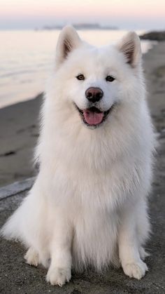 15 Facts All Samoyed Owners Should Know | Page 2 of 3 | PetPress Female Samoyed, Samoyeds Dogs, Bear Dog Breed, Samoyed Dog, Samoyed Puppy, Samoyed Dogs, Bear Dog, White Dog