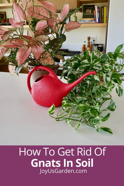 Do you have tiny black flies on houseplants? Pesty fungus gnats are most commonly a result of overwatering. This details what causes fungus gnats, as well as how to get rid of gnats in soil, the natural way. Gnats in houseplants rarely do damage, but they can be an annoyance. Learn how to get rid of gnats in indoor plants, & how to prevent fungus gnats. We want to keep our houseplants pest free! How To Get Rid Of Plant Flies, Get Rid Of Gnats In House Plants, How To Get Rid Of Plant Gnats, Fungus Gnats Get Rid Of, Plant Gnats, How To Kill Gnats, Gnats In House Plants, Indoor Plant Care Guide, How To Get Rid Of Gnats