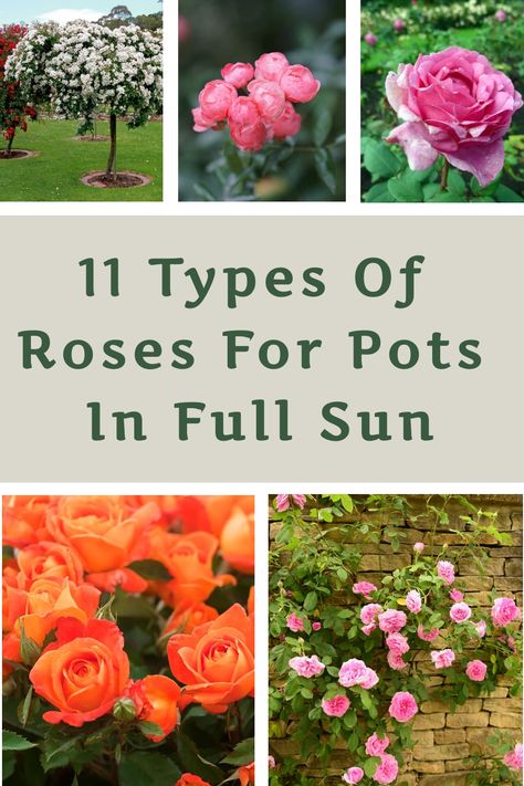 11 Types Of Roses For Pots In Full Sun Roses In Pots Ideas, Potted Roses Patio, Roses In Pots Planters, Rose Trees In Pots, Planting Roses In Pots, Woodland Yard, Roses In Pots, Potted Roses, Roses Garden Care