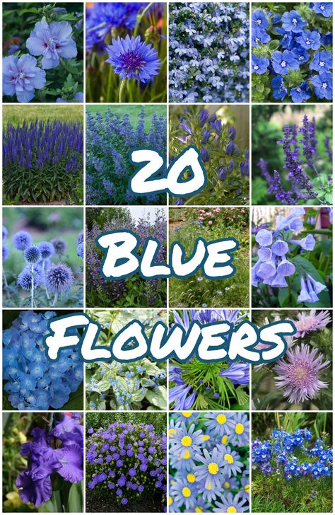 Blue Flowers With Succulents, Blue Flowers Plants, Blue Flowering Plants Perennials, Blue And White Garden Ideas, Blue Plants Landscaping, Blue And White Gardens, Red White And Blue Flowers Garden, Naturally Blue Flowers, Blue Cottage Garden