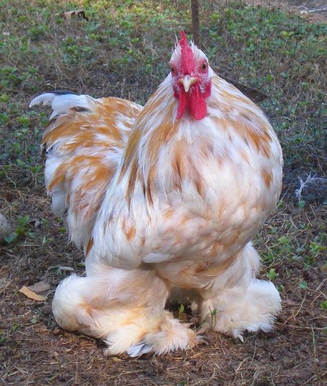 Best 25+ Bantam chickens ideas on Pinterest | Frizzle chickens, Fancy chicken coop and Types of ... Cochin Chickens, Bantam Chickens, Chicken Pictures, Fancy Chickens, Beautiful Chickens, Hen Chicken, Keeping Chickens, Cute Chickens, Chickens And Roosters