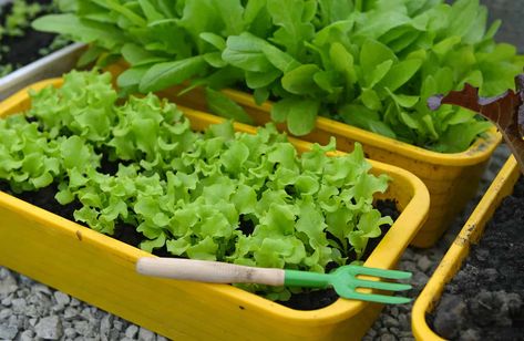 Growing Lettuce In Containers, Lettuce In Containers, Growing Lettuce Indoors, How To Grow Lettuce, Planting Lettuce, Grow Lettuce, Lettuce Seeds, Growing Lettuce, Head Of Lettuce