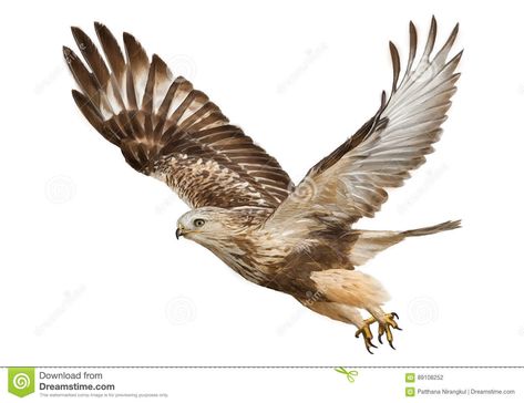 Hawk Flying, Falcon Drawing, Fly Drawing, Insect Photos, Flying Tattoo, Draw And Paint, Laser Art, Rare Animals, Hand Draw