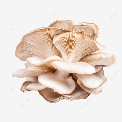 whole oyster mushroom isolated vegan food element Oyster Mushrooms, Oyster Mushroom, Pink Oyster Mushroom Drawing, Oyster Mushroom Illustration, Mushroom White Background, Vegan Oyster Mushroom, Cooking Png, Holiday Flyer, Vegan Recipes