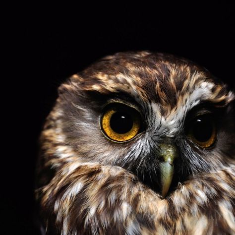 Morepork - Ruru | Kohab Bird Guide — Kohab