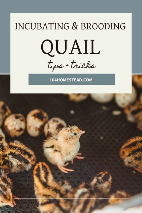 Incubating Quail Eggs, Quail Brooder Diy, Raising Quail For Eggs, Quail Aviary Ideas, Quail Keeping, Quail Breeding, Egg Chart, Bob White Quail, Quail Chicks