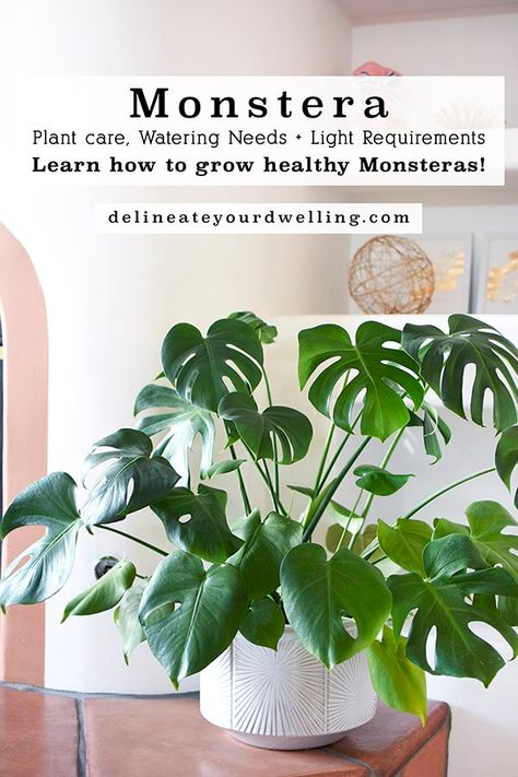 Monstera Plant Care, Big Indoor Plants, Air Plants Care, Plant Care Houseplant, Meteor Garden 2018, Inside Plants, Indoor Plant Care, Monstera Plant, Plant Aesthetic