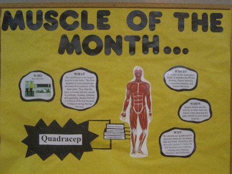 Muscle of the Month Image Pe Bulliten Boards, Physical Therapy Bulletin Board, Physical Therapy Bulletin Board Ideas, Football Bulletin Boards, Physical Education Bulletin Boards, Pe Bulletin Boards, Teachers Office Decor, School Nurse Office Decorations, Kids Therapy