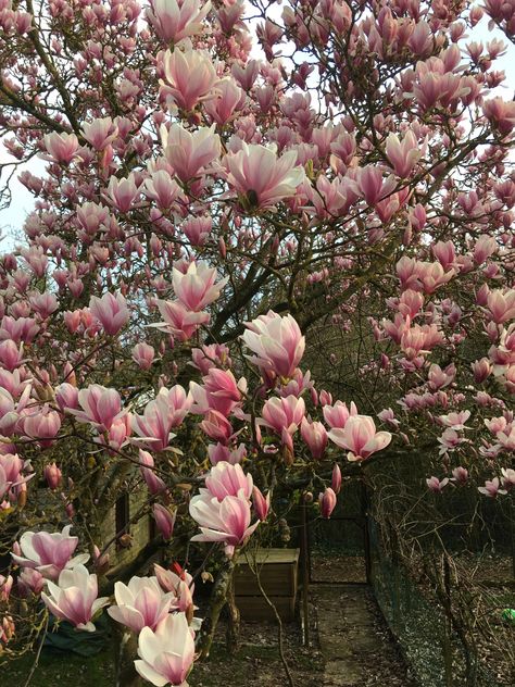 [UPDATE] Full bloom tulip magnolia in my garden at last!! Tulip Pictures, Saucer Magnolia Tree, Tulip Poplar Tree, Tree Facts, Tulip Magnolia, Tulip Poplar, Casket Flowers, Planting Tips, Grave Flowers