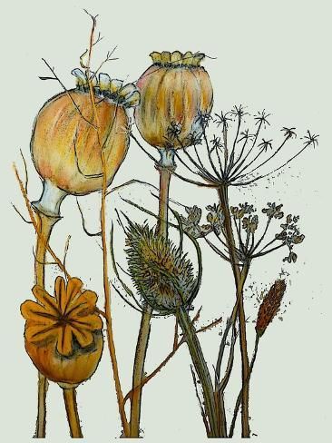 size: 12x9in Giclee Print: Dried Seed Heads,2019 (Ink Monoprint) by Sarah Thompson-Engels : Seed Pods Art, Poppy Seed Pods, Seed Art, Poppy Pods, Grass Painting, Seed Heads, Watercolor Sketchbook, Poppy Seed, Seed Pods