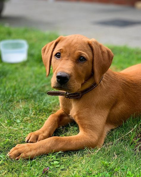 My Name is Lola 🐾 (@fox_red_lab_lola) • Fotky a videa na Instagramu Hunting Puppies, Red Fox Lab, Red Fox Labrador, Fox Labrador, Fox Red Labrador Puppy, Fox Red Lab, Fox Red Labrador, Red Labrador, Red Lab