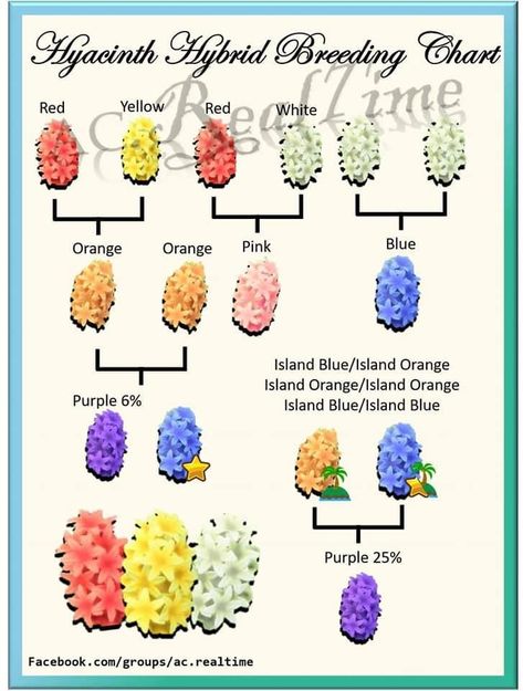 How To Get Purple Hyacinths Acnh, Purple Hyacinth Animal Crossing, Acnh Hyacinth Guide, Acnh Purple Hyacinths, Acnh Orchid Designs, Animal Crossing Purple Villagers, Animal Crossing Hyacinth, Acnh Flower Breed, Animal Crossing Flower Combinations