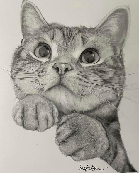 British Shorthair Cats Drawing, Cat Sketch Realistic, Cat Drawing Realistic, Adult Drawing, Cat Portrait Painting, Cats Art Drawing, Fall Drawings, Kitten Drawing, Realistic Sketch