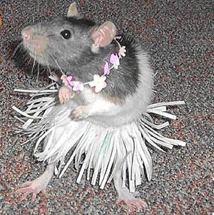 mice in clothes images | Unlikely Animals Wearing Clothes! Seanan Mcguire, Rattus Rattus, Animal Dress Up, Funny Rats, Mascaras Halloween, Funny Mouse, A Rat, Animal Costumes, Cute Rats