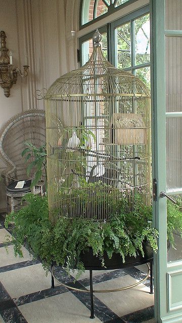 :-)My comment would be that, they need a rectangular cage (corners give them security). But these birds look content. I like the greens (are they edible?). Very Victorian looking (pretty). Antique Bird Cages, Garden Room Ideas, نباتات منزلية, Bird Aviary, Bird Cage Decor, Vintage Bird Cage, Bird Cages, Vintage Birds, Birdhouse