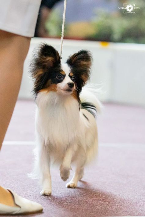 Papillon dogs&puppies | Junior World Winner '2024 | Facebook Papillon Dog Puppy, Papillon Puppies, Papillon Dogs, Papillon Puppy, Toy Breeds, Art Of Life, Papillon Dog, Sunrise Art, Lap Dogs