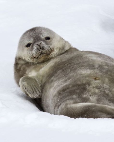 15.8k Likes, 176 Comments - Ocean (@theocean) on Instagram: “This weddell seal pup is relaxation #goals. These seals are extremely vocal and their calls can…” Weddell Seal, Funny Seals, Cute Seals, Seal Pup, Baby Seal, Puppy Photos, Aquatic Animals, Silly Animals, Sea Lion