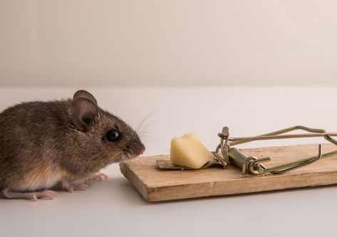 Wood mouse, apodemus sylvaticus, sniffin... | Premium Photo #Freepik #photo #food #wood #house #nature Mice Prevention, How To Deter Mice, Mice Infestation, Rodent Repellent, Getting Rid Of Mice, Glue Traps, Mouse Trap, Mouse Traps, Photo Food