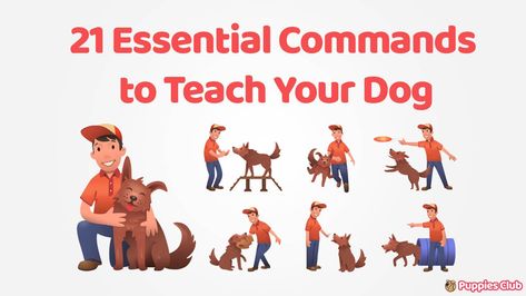 How to start the basic training commands of your dogs? What are the essential commands that you can teach to your dog? Here are Essential Dog Commands Dog Training Books, Dog Commands, Dog Minding, Easiest Dogs To Train, Basic Dog Training, Dog Puppies, Dog Training Techniques, Training Your Puppy, Obedience Training