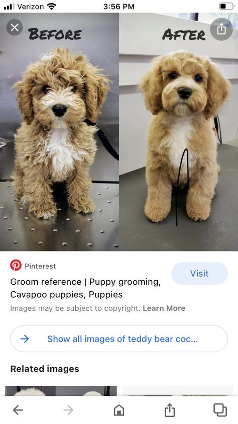 Poochon Dog Haircut, Curly Dog Haircut, Cavoodle Grooming Styles, Mini Goldendoodle Puppy Haircut, Cavapoochon Grooming Styles, Toy Aussiedoodle Haircut, Mini Doodle Haircut Styles, Cavapoo Puppy Haircut, Cavoodle Haircut Styles