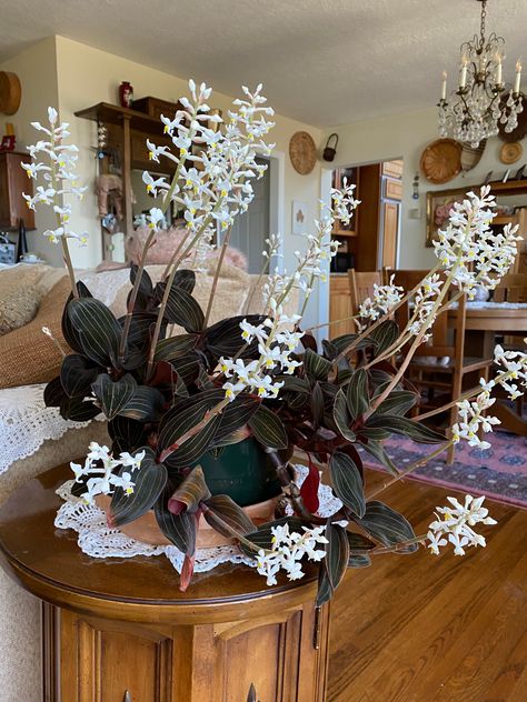 Ludisia Discolor Jewel Orchid, Jewel Orchid Terrarium, Ludisia Discolor, Orchid Terrarium, Orchid Collection, Jewel Orchid, Orchid Planters, Beautiful Terrariums, Orchid Plant