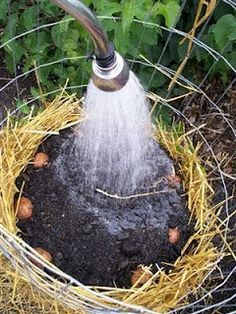 Make your own potato tower - no digging up potatoes! Yields about 25 lbs/tower. Potato Barrel, Potato Tower, Food Hygiene, Hygiene Tips, Living Fence, Growing Potatoes, Garden Veggies, Have Inspiration, Flowers Garden