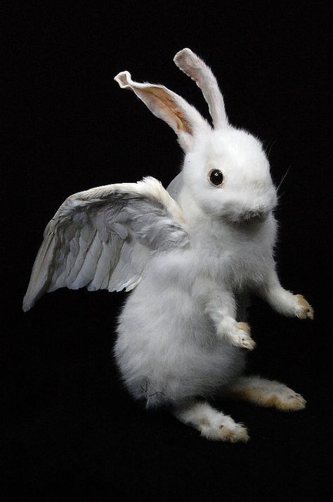 taxidermy of rabbit named angel made by Real rabbit by lovefuture, $120.00 Funky Taxidermy, Bunny With Wings, Bone Artwork, Pigeon Wings, Rogue Taxidermy, Dead Bunny, Creepy Bunny, Photoshopped Pictures, Rabbit Names